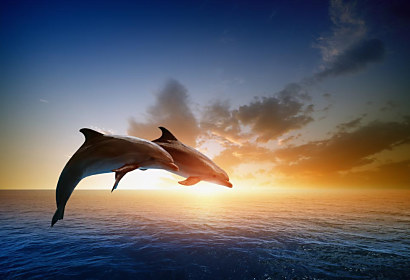 Fototapeta Jaderské moře s delfíny 1567